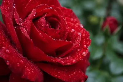 Spring Red Rose with Morning Dew