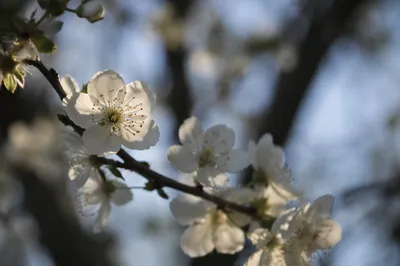 Spring Blossoms on a Quiet Garden Branch