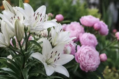 Fresh Spring Garden Lilies in Morning Light