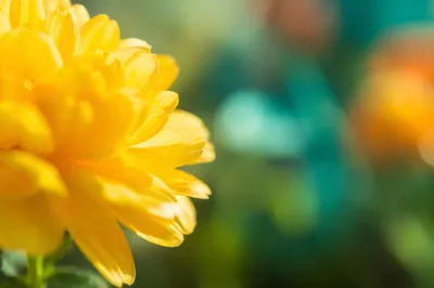 Fresh Spring Garden Flower Macro