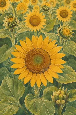 Golden Sunflower Field in Bright Summer