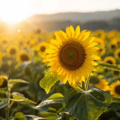 Sunlit Summer Sunflower Field Close Up