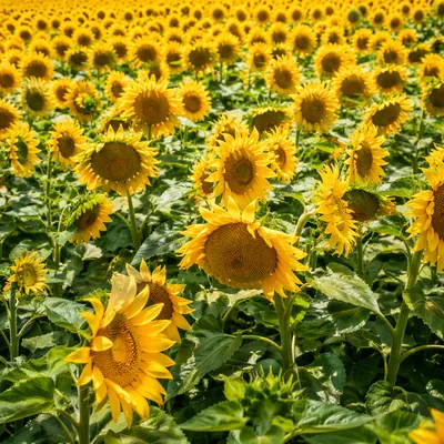 Bright Summer Sunflower Field Panorama