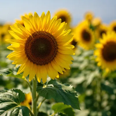Bright Summer Sunflower Field Close Up