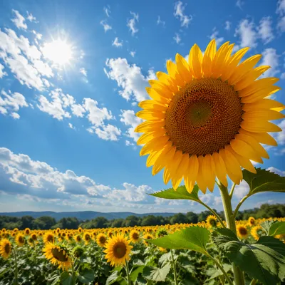 Sunny Sunflower Field Under Blue Summer Sky