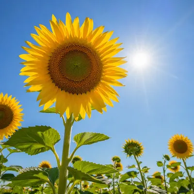 Bright Summer Sunflower Field Under Blue Sky