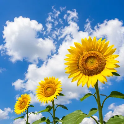 Bright Summer Sunflowers Under Blue Sky
