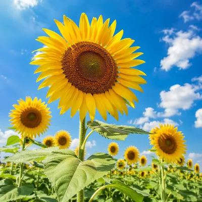 Bright Summer Sunflower Field Under Blue Sky