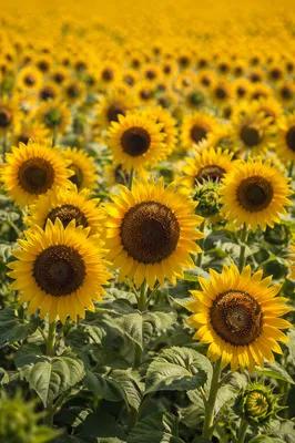 Sunny Summer Sunflower Field in Golden Bloom