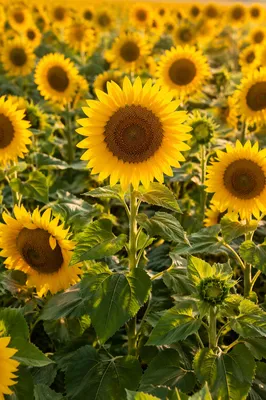 Sunny Summer Sunflower Field