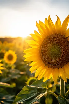 Sunlit Summer Sunflower Field Close Up