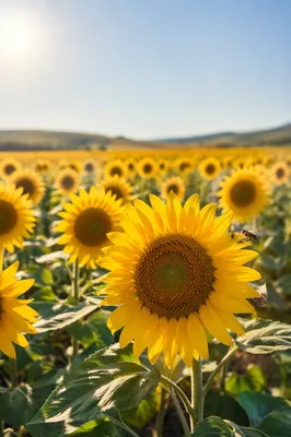 Radiant Summer Sunflower Field Under Blue Sky