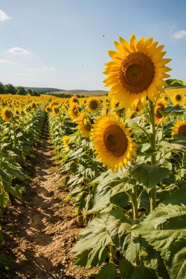 Bright Summer Sunflower Field Path