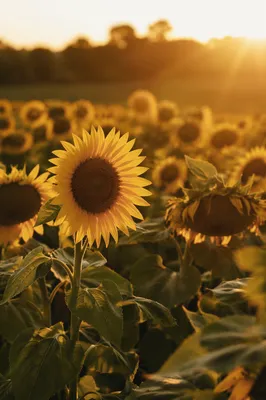 Golden Hour Sunflower Field in Summer