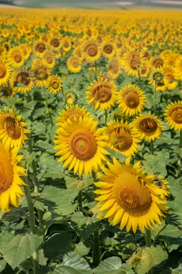 Sunny Summer Sunflower Field in Bloom