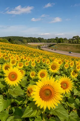 Sunny Sunflower Field Along Rural Highway