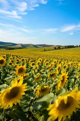 Bright Summer Sunflower Field Horizon