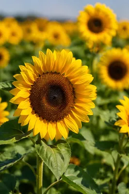Bright Summer Sunflower Field Close-Up