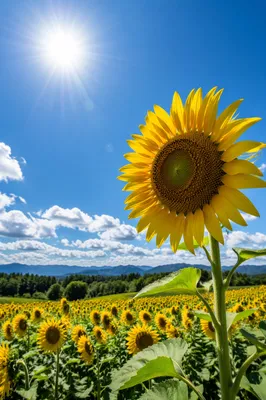 Sunny Sunflower Field Under Blue Summer Sky