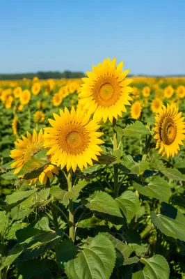 Bright Summer Sunflower Field Under Blue Sky