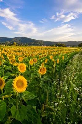 Sunny Summer Sunflower Field Countryside