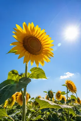 Sunlit Summer Sunflower Field Under Blue Sky