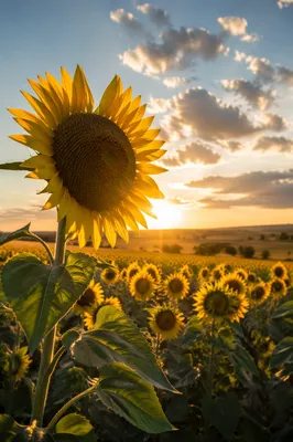 Golden Hour Sunflower Field in Summer