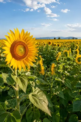 Bright Summer Sunflower Field Under Sunny Sky