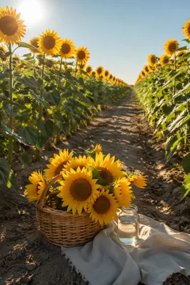 Sunny Summer Sunflower Field with Basket