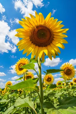 Bright Summer Sunflower Field Under Blue Sky