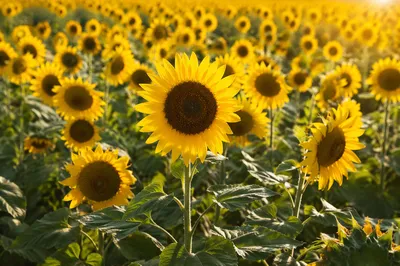 Sunny Summer Sunflower Field in Golden Light