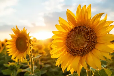 Sunlit Summer Sunflower Field Close-Up