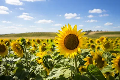 Radiant Summer Sunflower Field Under Blue Sky