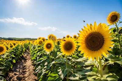 Bright Summer Sunflower Field Under Blue Sky