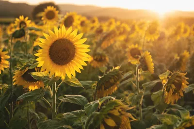 Golden Hour Sunflower Field in Summer