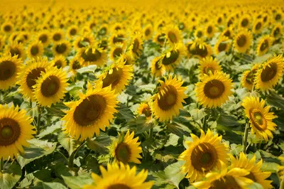 Endless Sunny Summer Sunflower Field