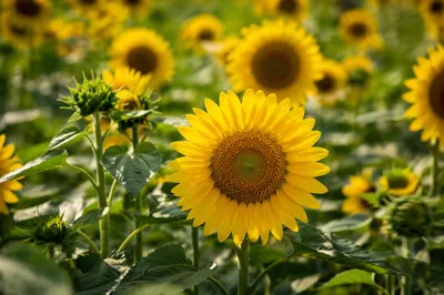 Bright Summer Sunflower Field Close-Up