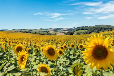 Bright Summer Sunflower Field Horizon View