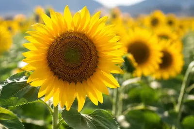 Bright Summer Sunflower Field Close-Up