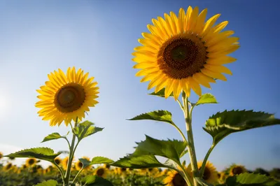 Bright Summer Sunflowers Under Blue Sky