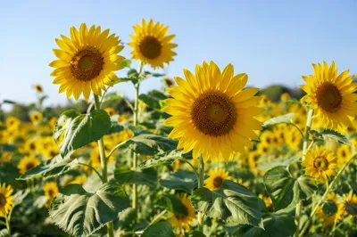 Bright Summer Sunflower Field Under Blue Sky