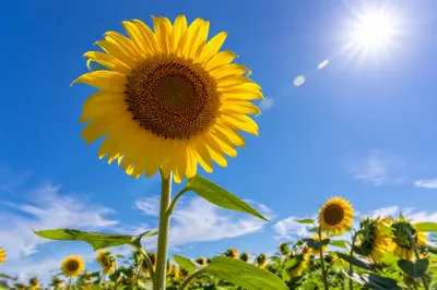 Sunlit Summer Sunflower Field Under Blue Sky