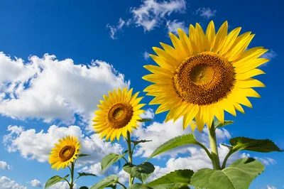 Bright Summer Sunflowers Under Blue Sky