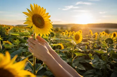 Sunny Sunflower Field Morning Reflection