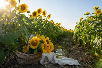 Sunny Summer Sunflower Field with Basket