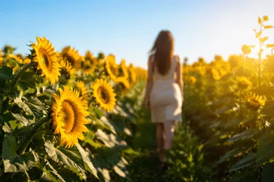 Sunny Sunflower Field Path at Golden Hour