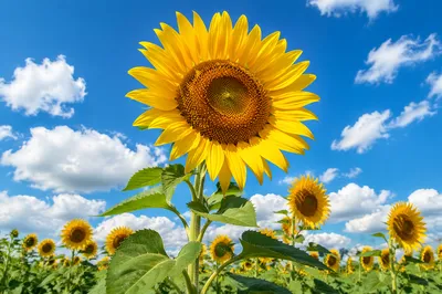Bright Summer Sunflower Field Under Blue Sky