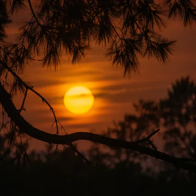 Silhouetted Pine Branch at Dramatic Sunset