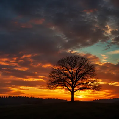 Solitary Tree Silhouette at Dramatic Sunset