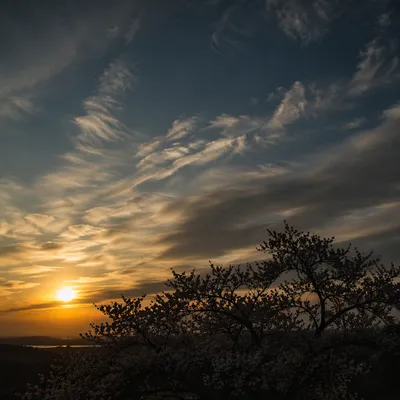 Flowering Tree Silhouette Under Dramatic Sunset Sky